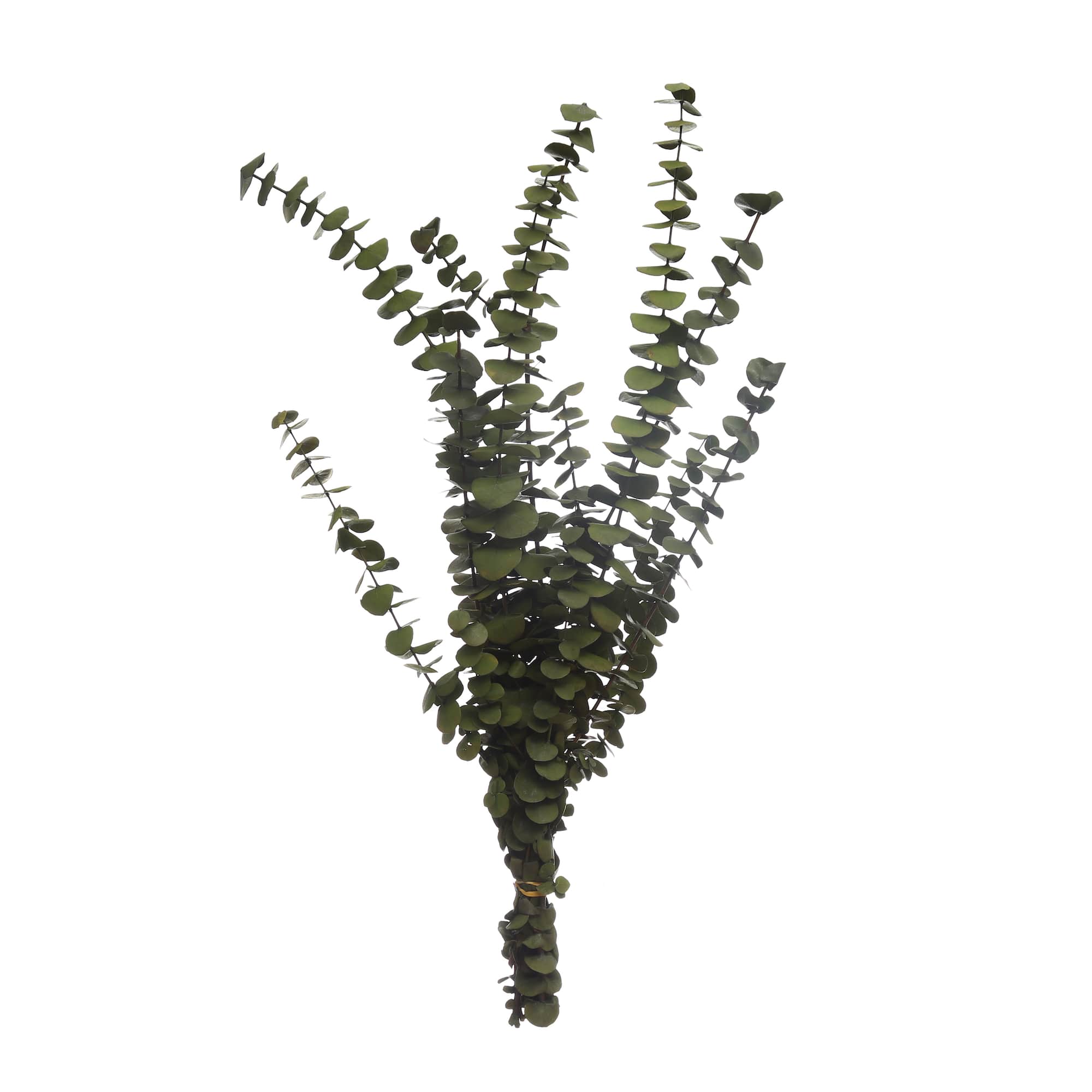 Kelly Green Dried Eucalyptus Bundle by Ashland®